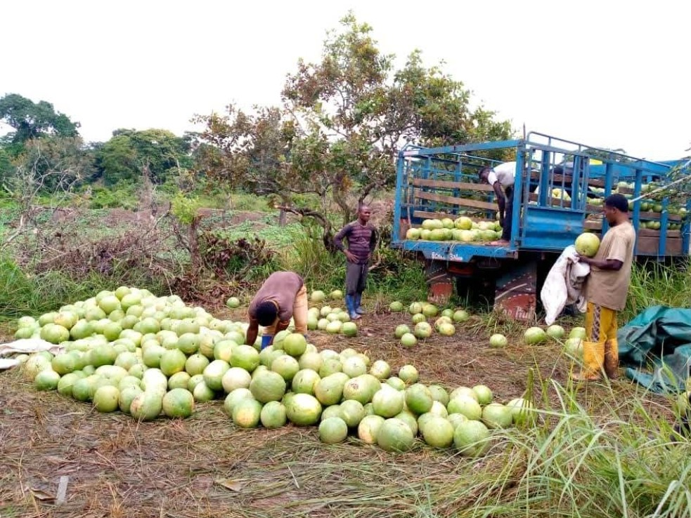 Nouvelles récoltes de la SOPAGRI